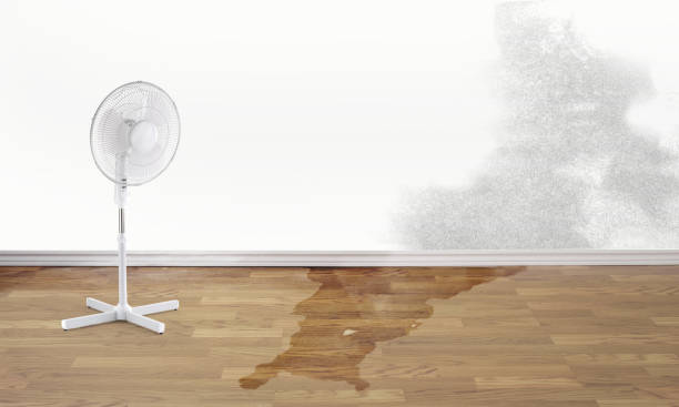 Best Flood restoration services  in Momence, IL